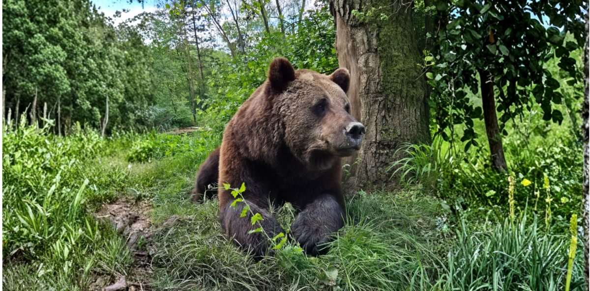 Baerensommernacht (c) Bärenpark Worbis