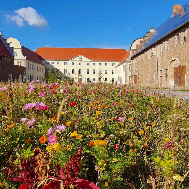 Sonnenschloss Walbeck mit Blumenwiese