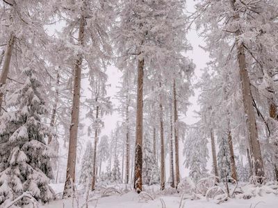 Winterlandschaft im Harz