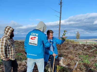 Radio Brocken hilft beim Pflanzen