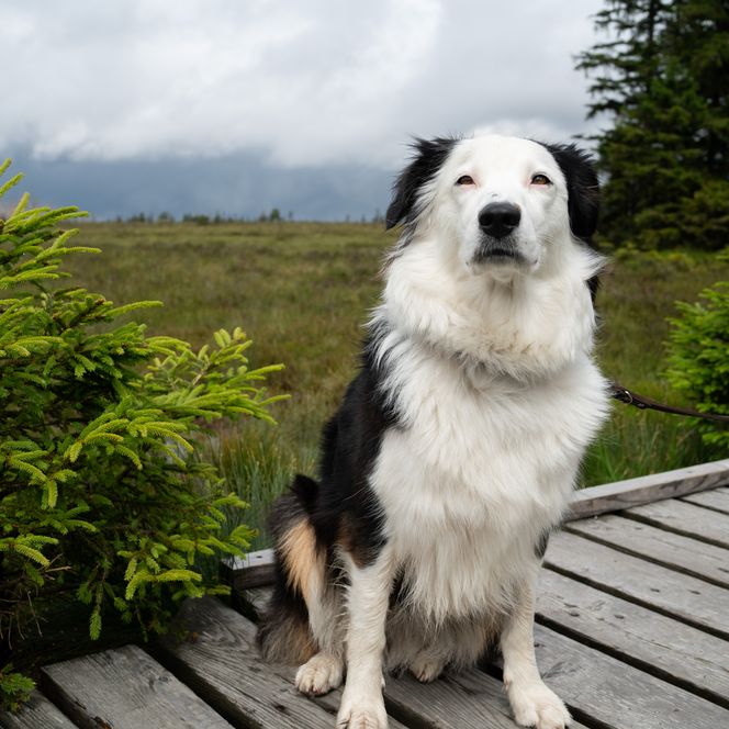 Hund im Torfhausmoor