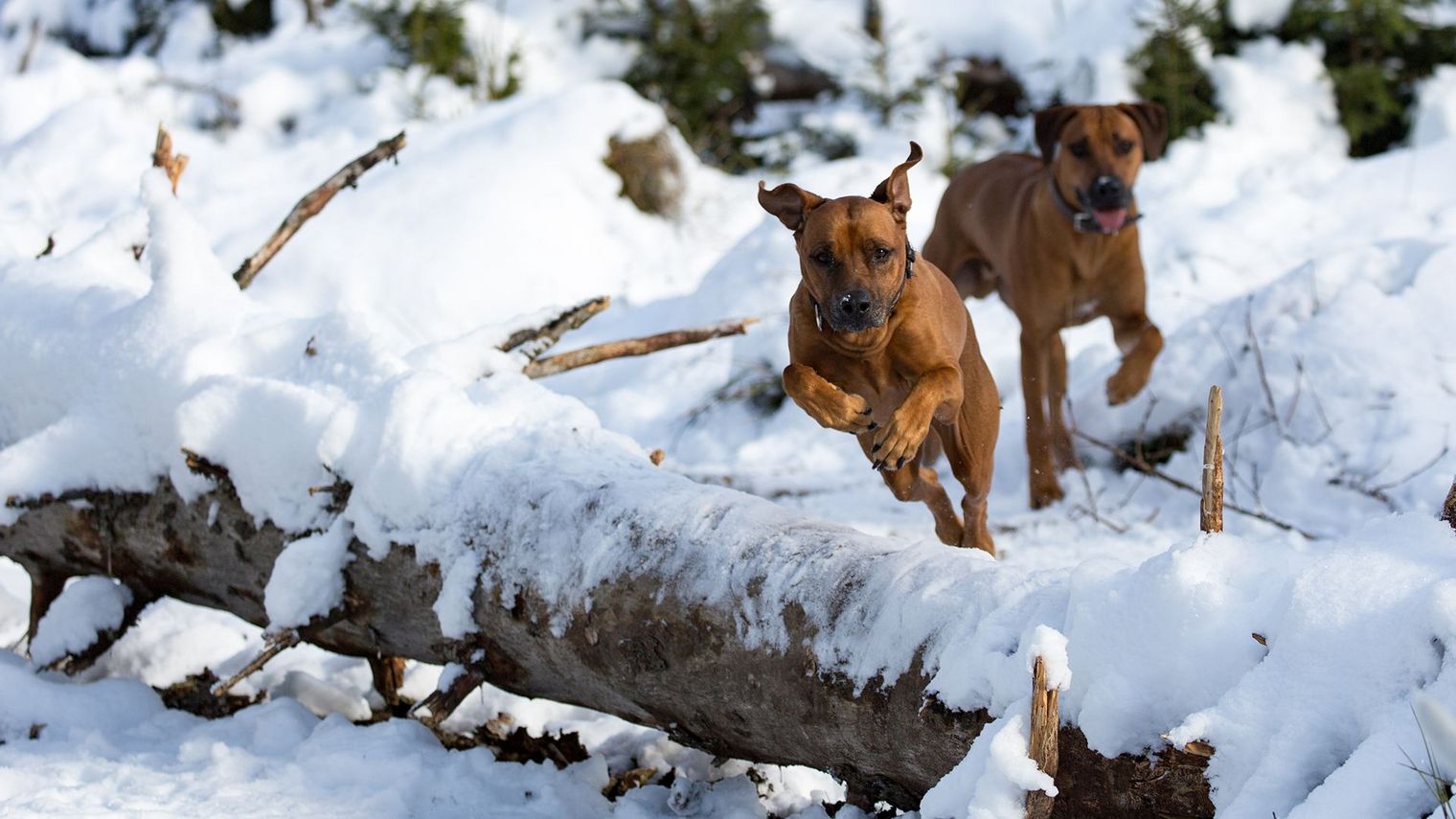 Hotel der Wolfshof in Wolfshagen - Winter mit Hund