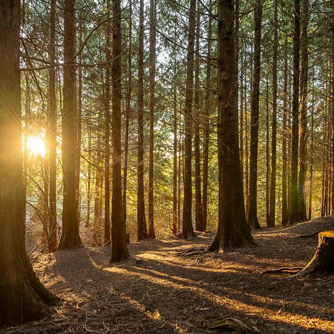 cellapix - Weltwald bei Bad Grund