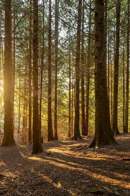 cellapix - Weltwald bei Bad Grund