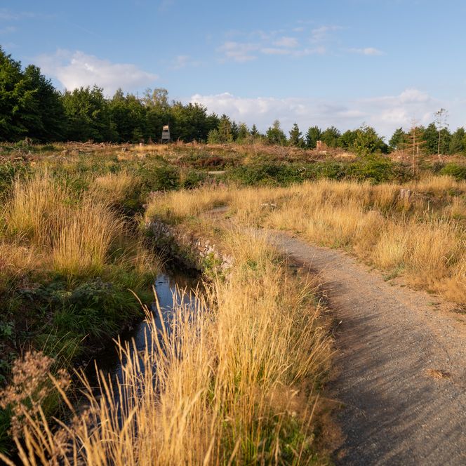 Gemeinsam schlängeln sich der Harzer-Hexen-Stieg und der Dammgraben durch die herbstliche Landschaft bei Altenau.