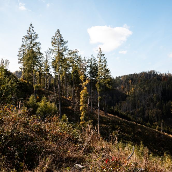 Steinerne Renne (c) HTV, fotoweberei