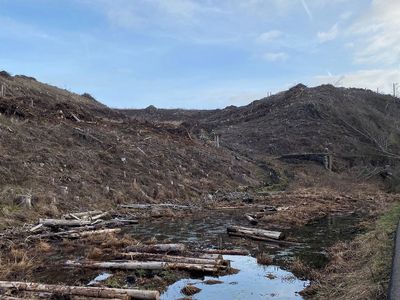 Aufforstungsfläche Königshütte Senke