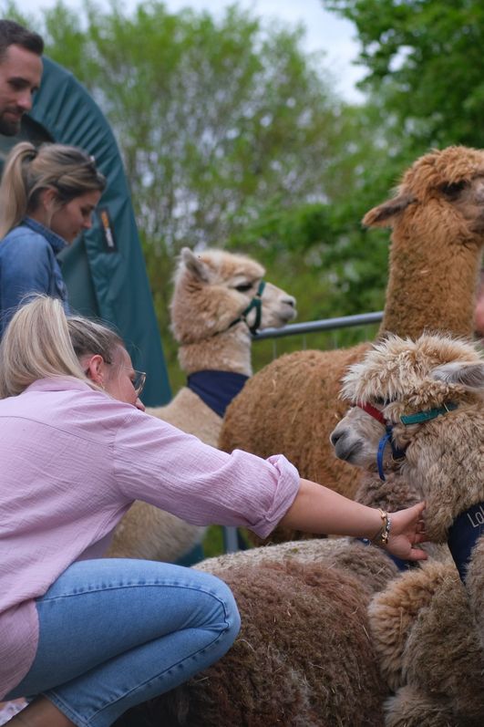AlpakHarz Braunlage - Alpaka bekommt Streicheleinheit