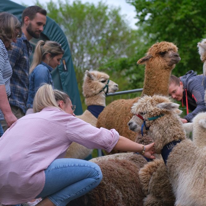 AlpakHarz Braunlage - Alpaka bekommt Streicheleinheit