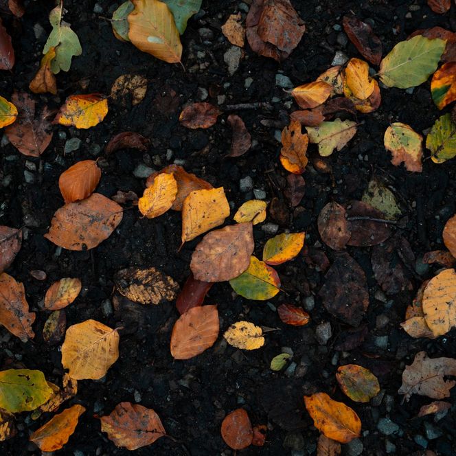 Herbstlaub auf Waldboden