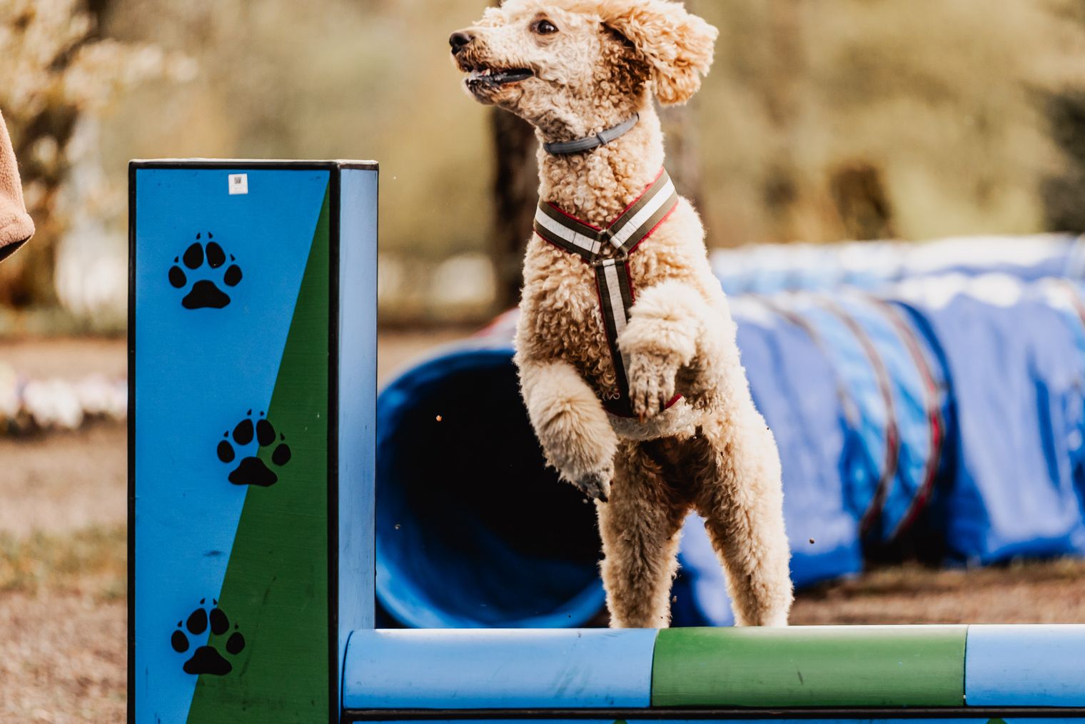 Harzer Hunde Tage in Hahnenklee