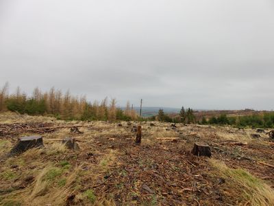 Blick auf die Fläche am Stumpfrücken