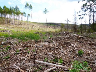 Wiederaufforstungsfläche bei der Plessenburg