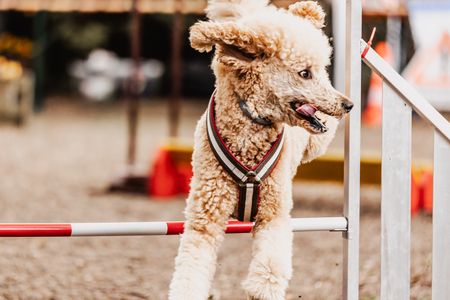 Harzer Hunde-Tage in Hahnenklee