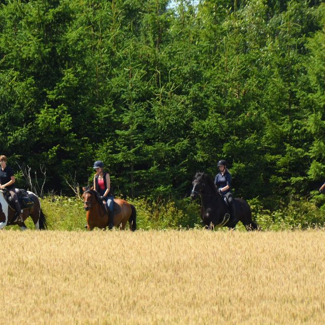 Wanderreiten im Harz - Hasselfelde - über Harzer Wiesen