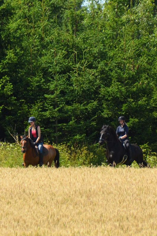 Wanderreiten im Harz - Hasselfelde - über Harzer Wiesen