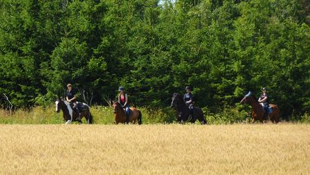 Wanderreiten im Harz - Hasselfelde - über Harzer Wiesen
