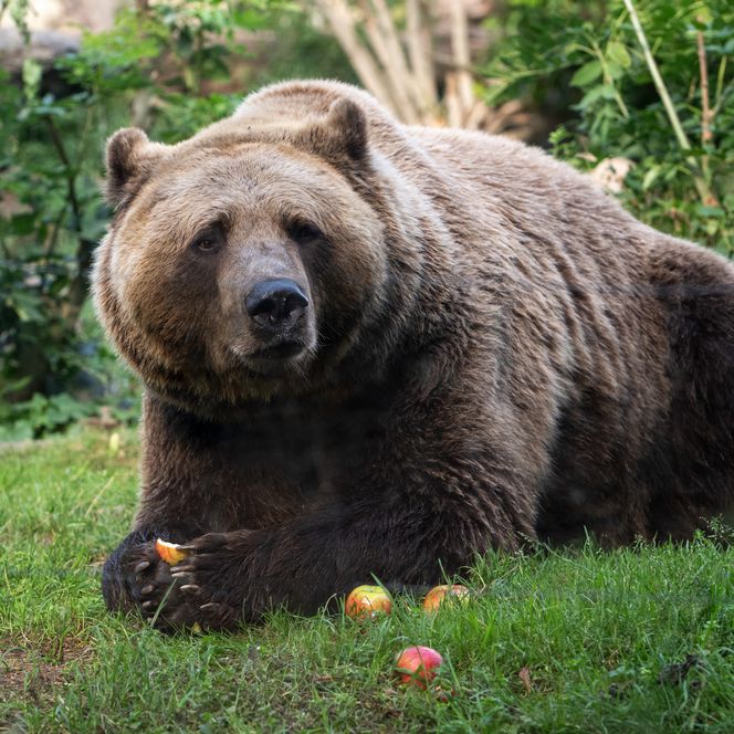 Bär im Zoo Aschersleben