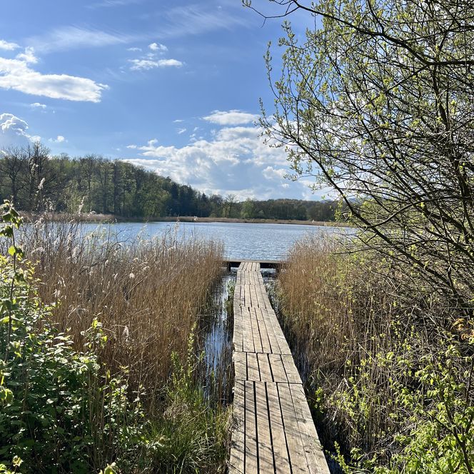 Steg am Andreasteich in Walkenried