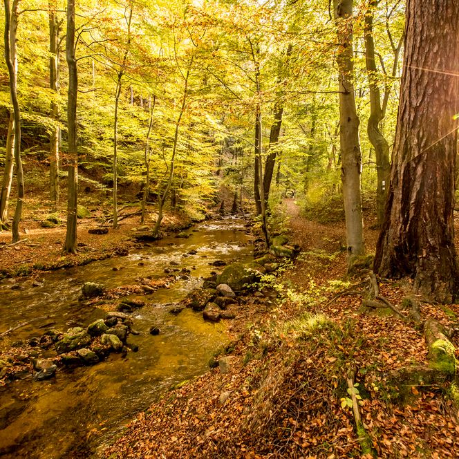 Das Ilsetal im Herbst - Ilsenburg
