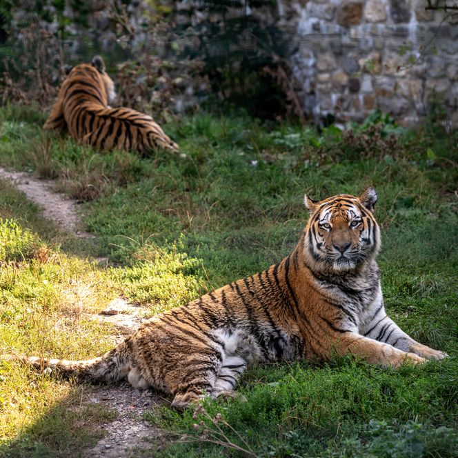Tiger im Zoo Aschersleben