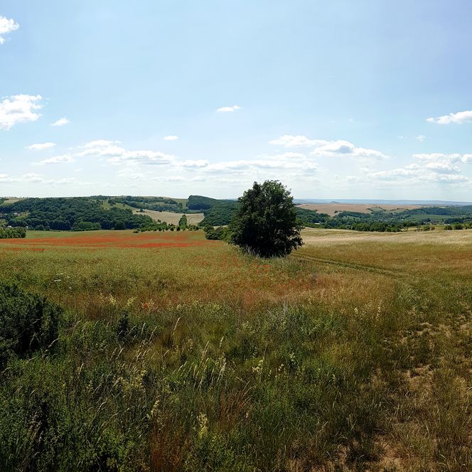 Biosphärenreservat Karstlandschaft Südharz