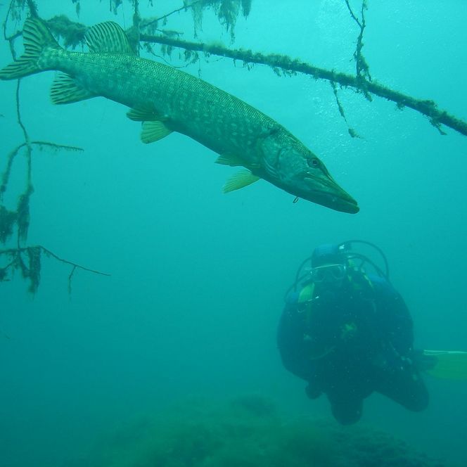 Unterwasserbegegnungen im Tauchsportzentrum Nordhausen
