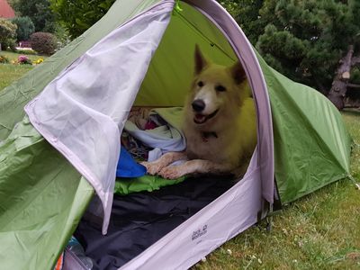 Hund im Zelt