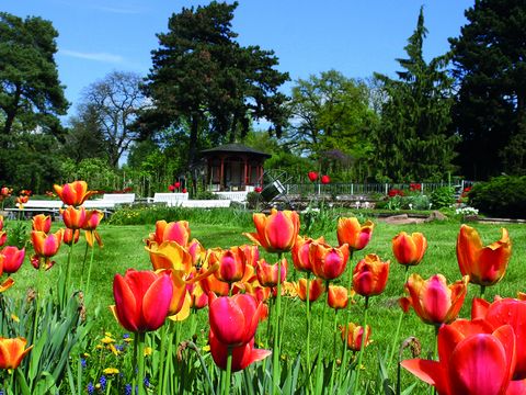 Europa-Rosarium Sangerhausen - Tulpen vor dem Pavillon