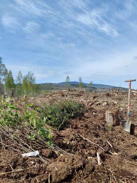 Planzaktion am Kantorberg bei Ilsenburg