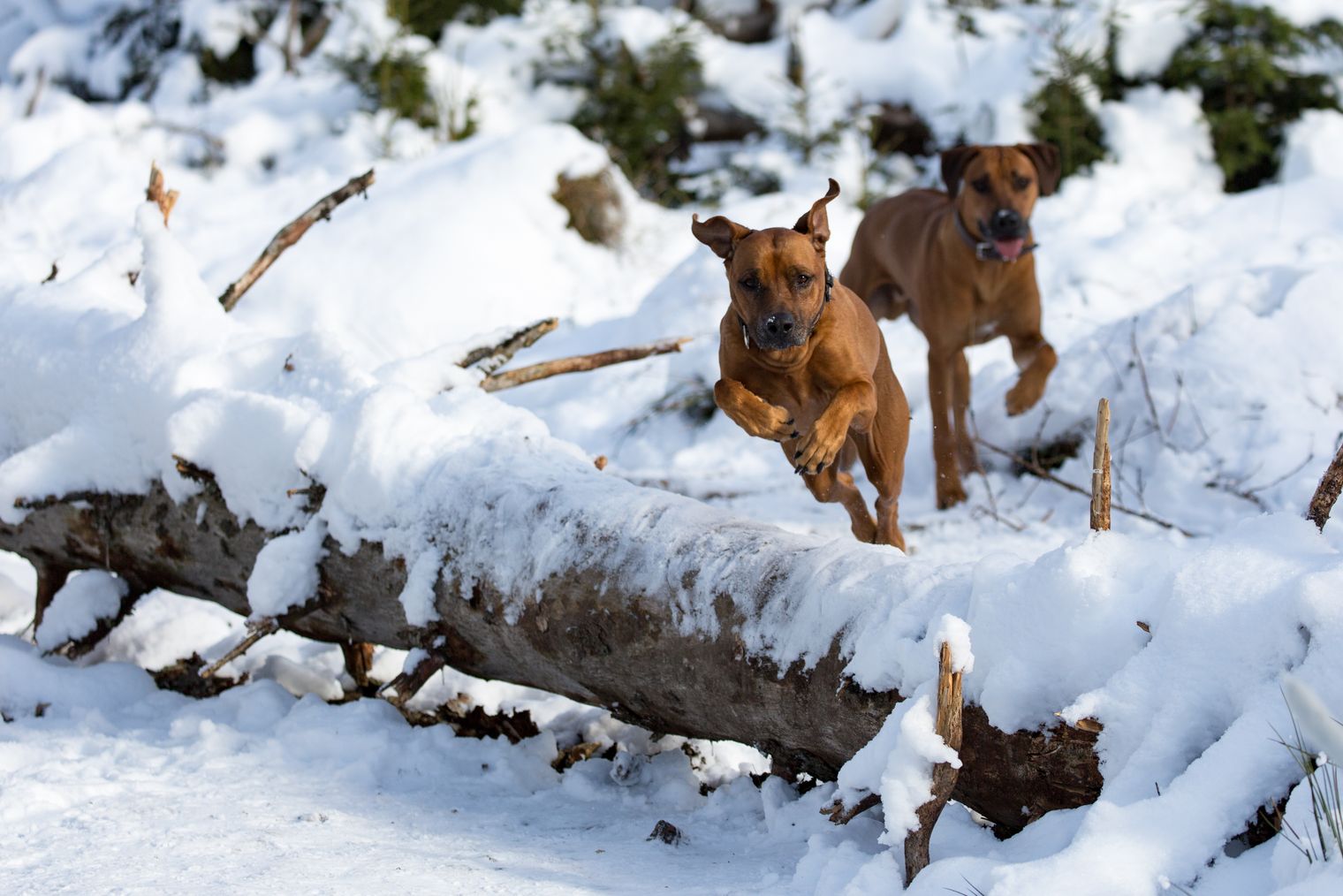 Urlaub mit Hund im Hotel Der Wolfshof