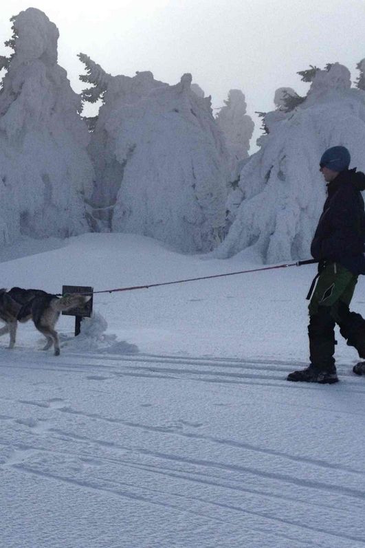 Husky-Trekking im Huy