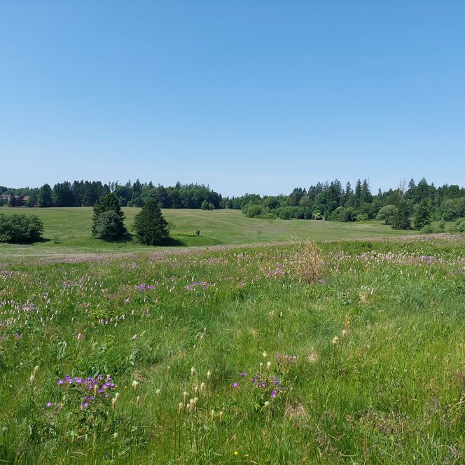 Für Wanderer ein besonderes Naturerlebnis sind die Bergwiesen um Buntenbock. im Frühling.