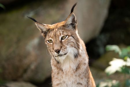 Harzer Luchs an den Rabenklippen