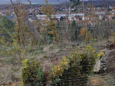 Wiederaufforstung auf der Hammwarte bei Quedlinburg