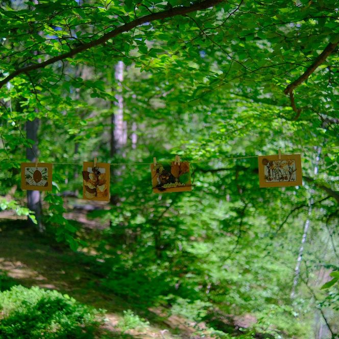 farnfunken - Bildergalerie