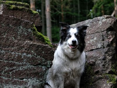 Hund im Kyffhäuser