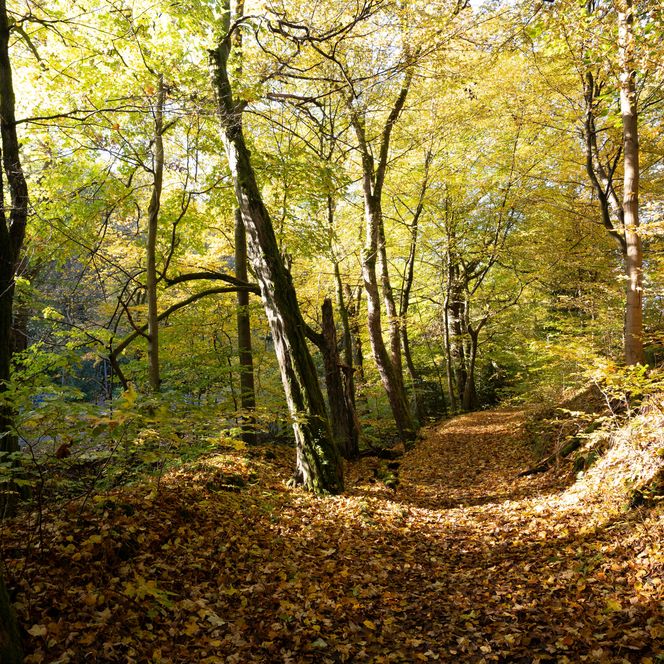 Wanderweg im herbstlichen Selketal im Harz.