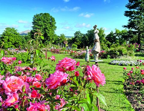 Rose trifft Kunst im Europa-Rosarium Sangerhausen