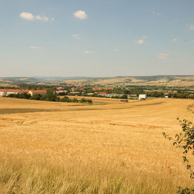 Das Bild zeigt eine weitläufige Landschaft bei Kelbra mit goldenen Getreidefeldern unter blauem Himmel.