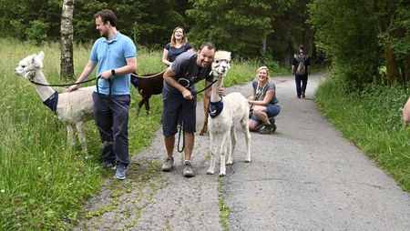 AlpakHarz Braunlage - Wanderung mit Alpakas