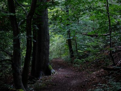 Pfad auf dem Kyffhäuserweg