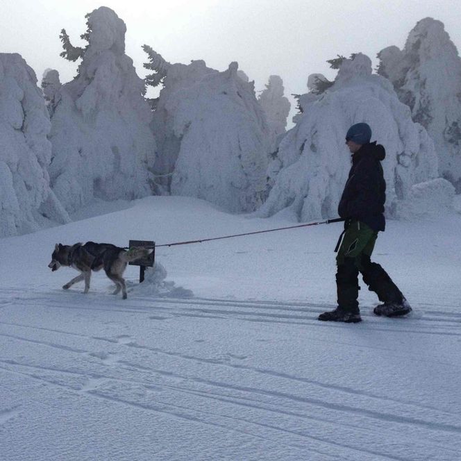 Husky-Trekking im Huy