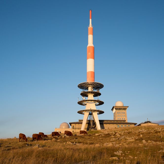 Auch auf der Brockenkuppe können Wanderer auch auf Harzer Rotvieh treffen. 