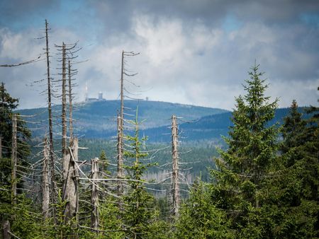 Waldwandel im Nationalpark 