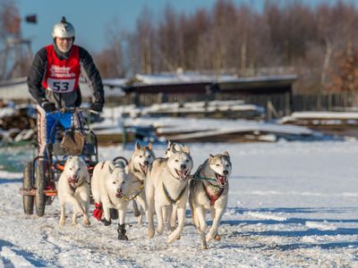 Schlittenhunderennen Hasselfelde