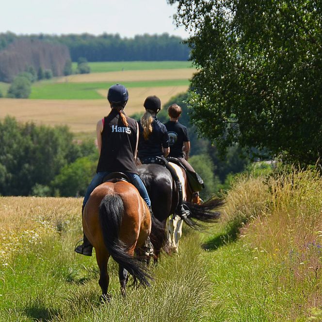Wanderreiten im Harz - Hasselfelde - ruhiger Ritt