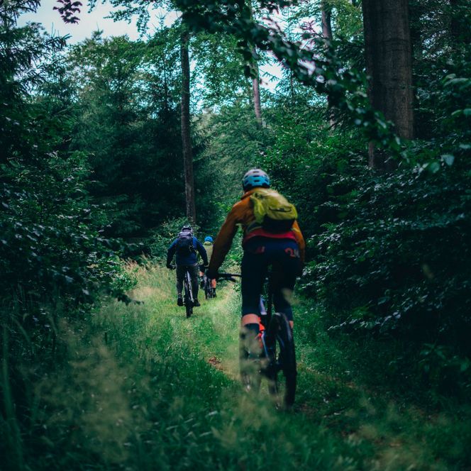 MTB im Südharz Wald