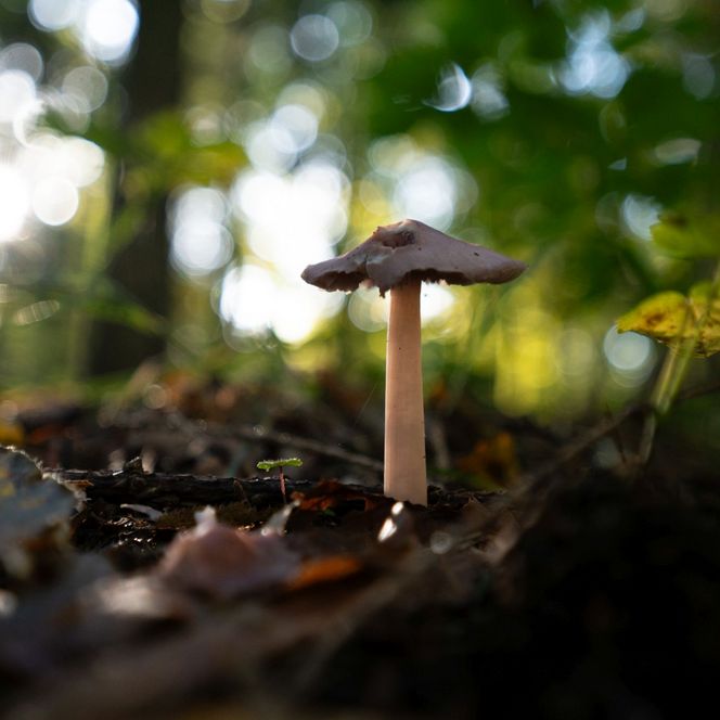 Pilz im Wald