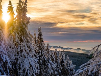 Winterharz